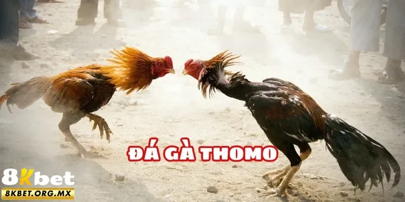 đá gà Thomo 8Kbet 