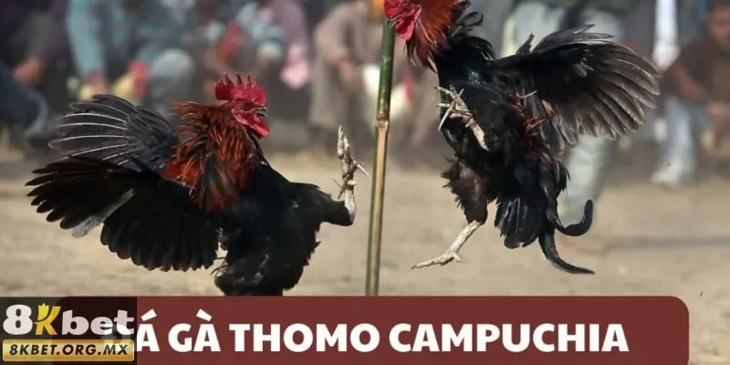 Đầy đủ về hình thức đá gà Thomo 8Kbet